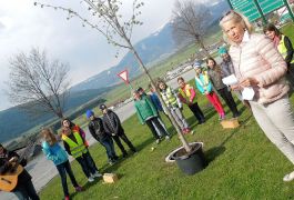 Baumpflanzung